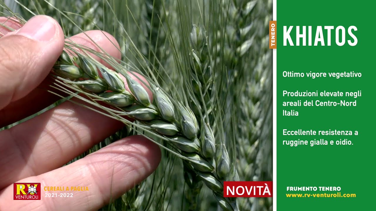 FRUMENTO TENERO 2021 - RV VENTUROLI