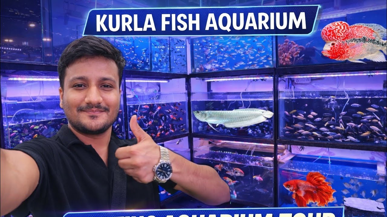 ⭐ Kurla Fish Aquarium Market Tour | Flowerhorn, Arowana, Betta & Rare Fishes 🐠🔥