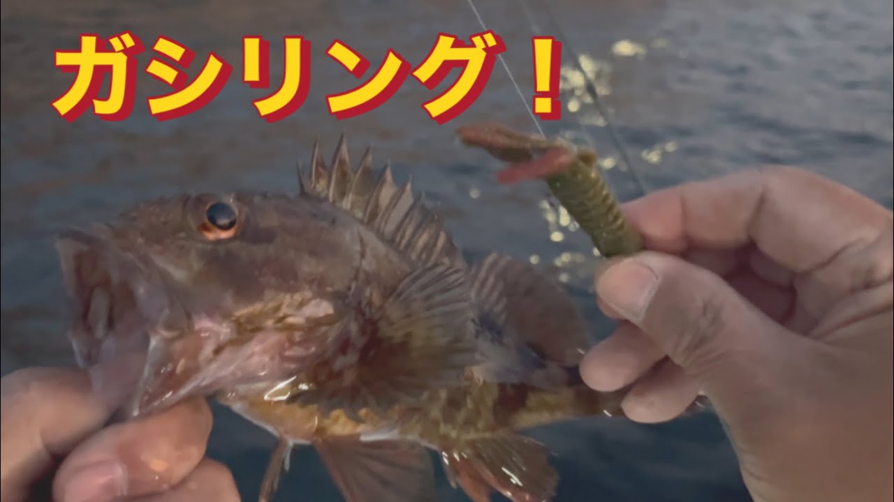 【ワームでカサゴ釣り】EP.235#ガシリング#カサゴ釣り#ワーム釣り #ガシラ #船釣り 