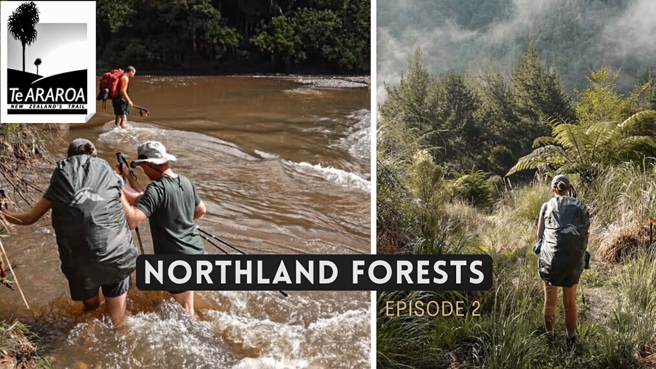 Te Araroa Trail | Episode 2 - NORTHLAND FORESTS | New Zealand Thru Hike