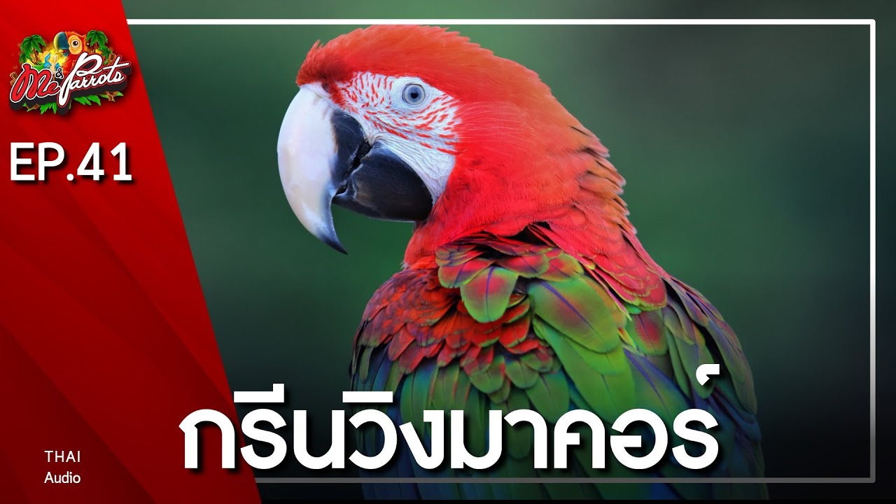 EP41.กรีนวิงมาคอว์