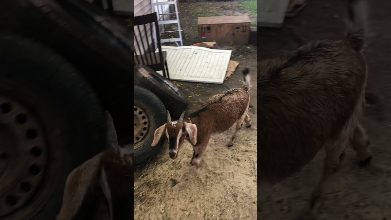 Nigerian Dwarf Goat shakes his hips for the camera.