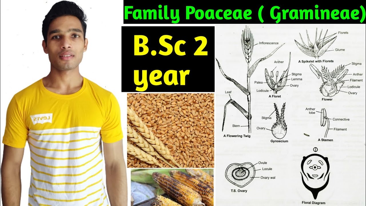 Family Poaceae (Gramineae) Floral characters, daigram, formula and Economic importance B.Sc 2 year