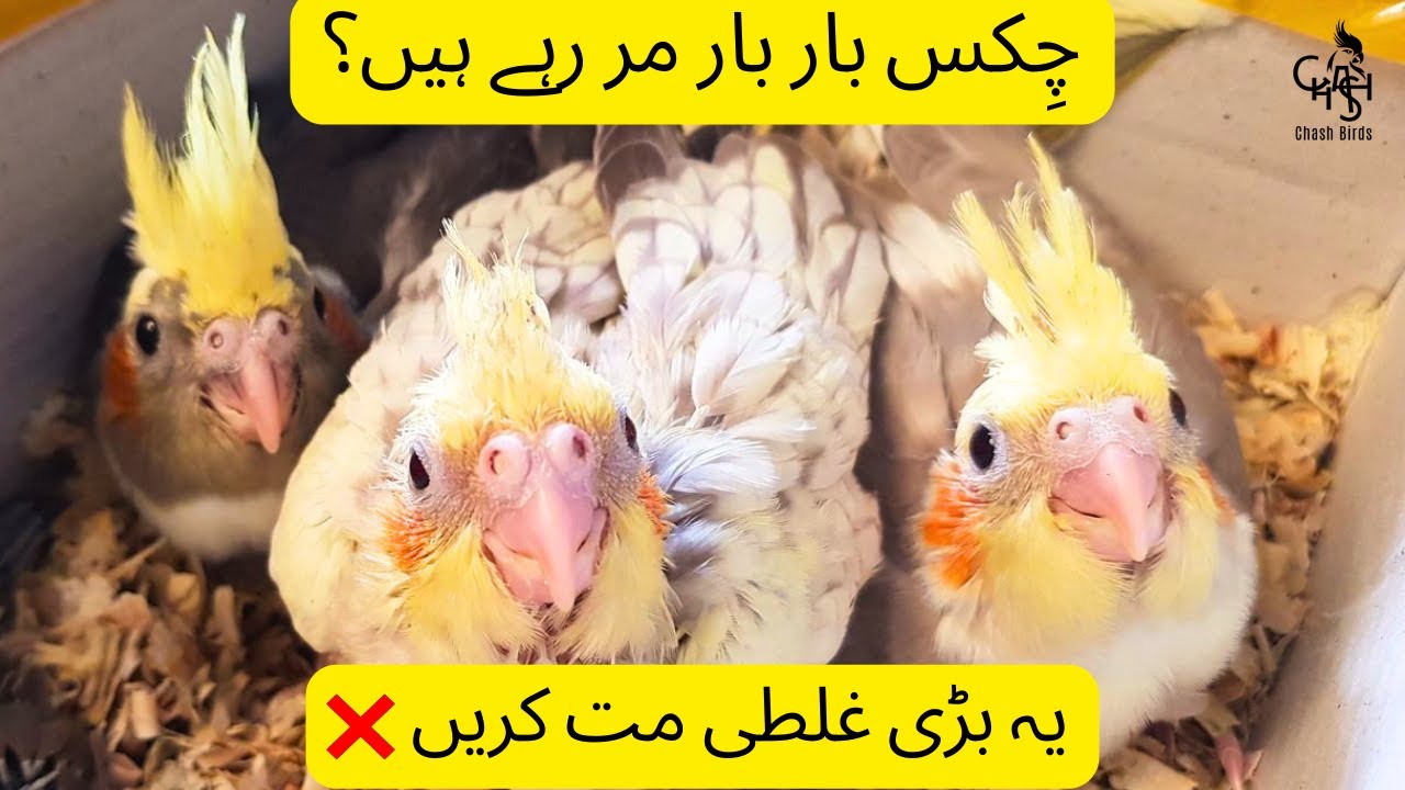 Cockatiel Ke Chicks Kyun Mar Jatay Hain? | Chicks Ko Kaise Bachaye