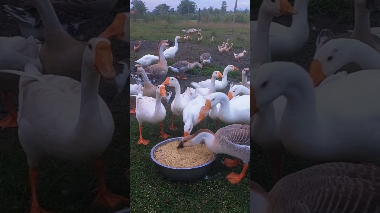 Happy Meal Time for Farm Friends #video #animals #goslings #shorts