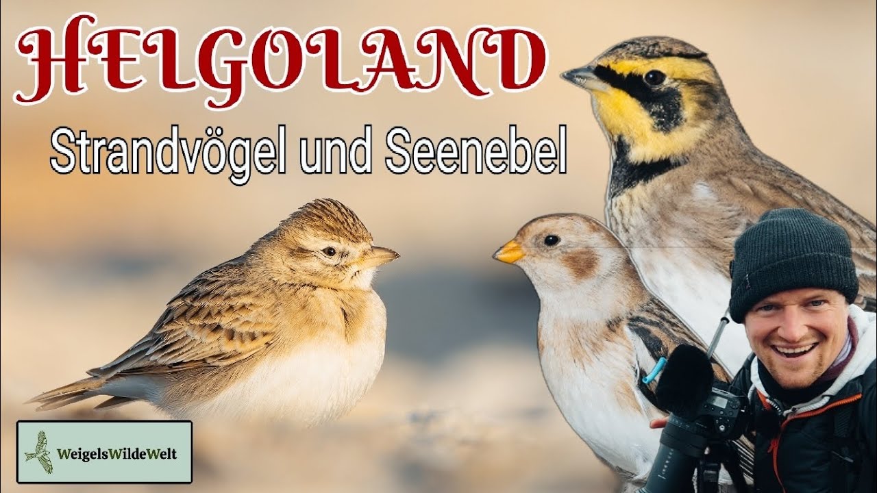 Strandvögel und Seenebel - Von KURZZEHENLERCHE, OHRENLERCHE und SCHNEEAMMER auf Helgoland! ❤️ #natur