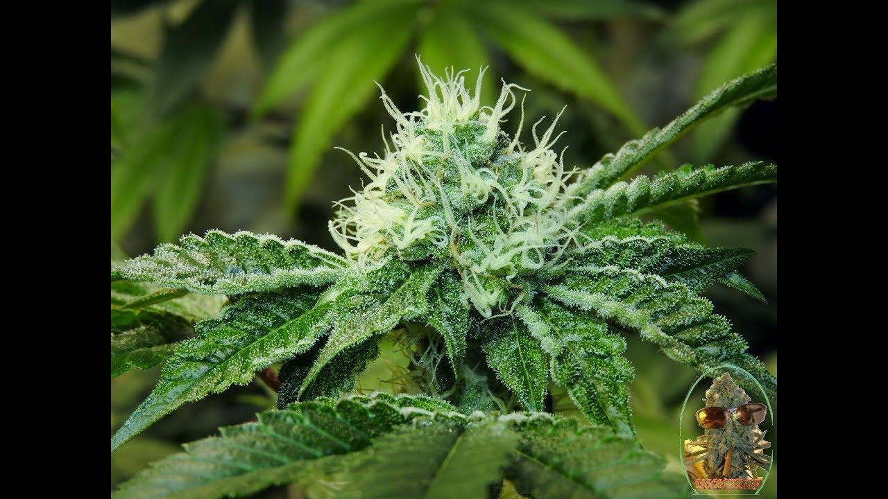Day 28 One Node And Flip
