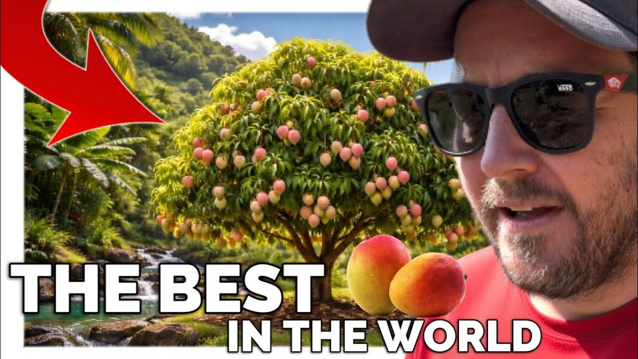 The Secret to the Best Mango Tree in the World (the answer will shock you)… 