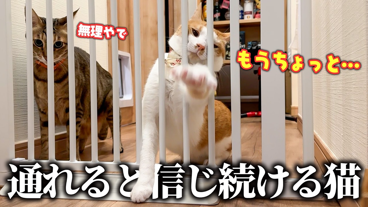 飼い主に会いたくて…。絶対に入れない隙間に体をねじ込もうとする猫