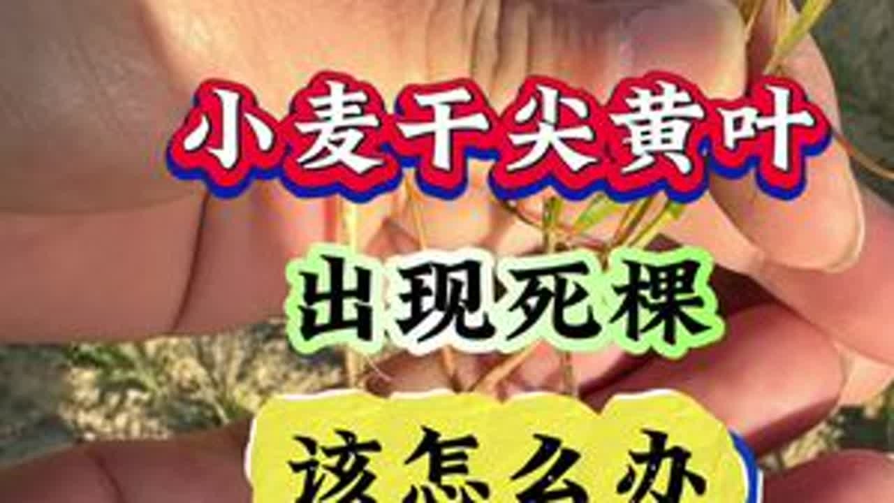 小麦干尖黄叶，出现死棵，该怎么办#小麦管理#小麦高产#小麦种植#三农#农业知识