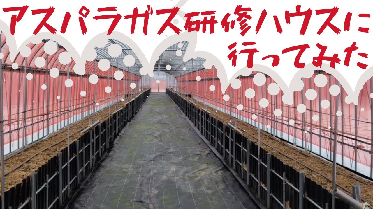 【枠板式高畝栽培】アスパラガス研修ハウスに行ってみた！【JA秋田しんせい】
