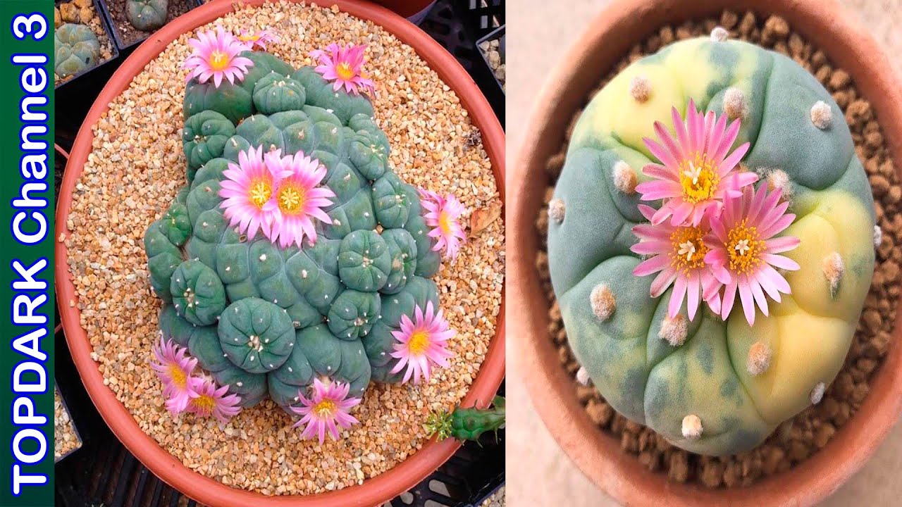 10 Lindas variedades de Lophophora