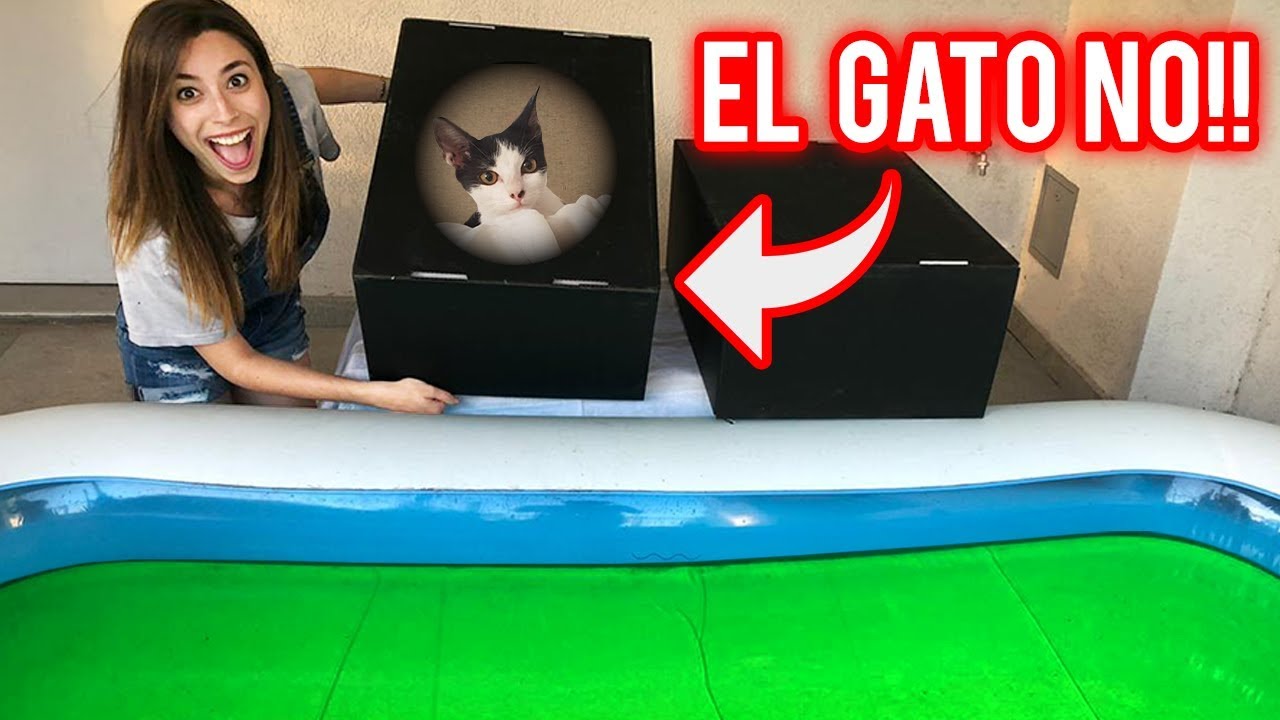 NO EMPUJES LA CAJA INCORRECTA A LA PISCINA DE SLIME | ESTABA EL GATO!? | Lyna Vlogs