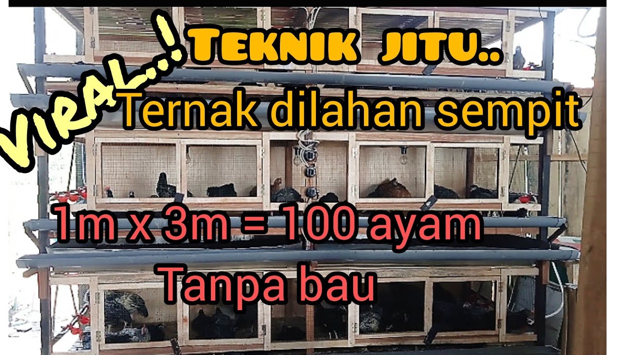 Cara ternak ayam kampung | ternak dilahan sempit tanpa bau#ternakayam#kangtoharae