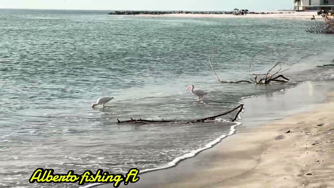 Sarasota Florida 