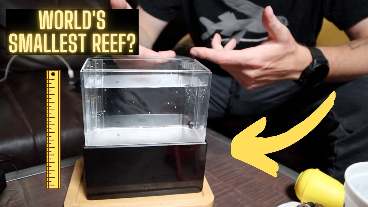 Mini Complete Tank! WORLD'S SMALLEST REEF?