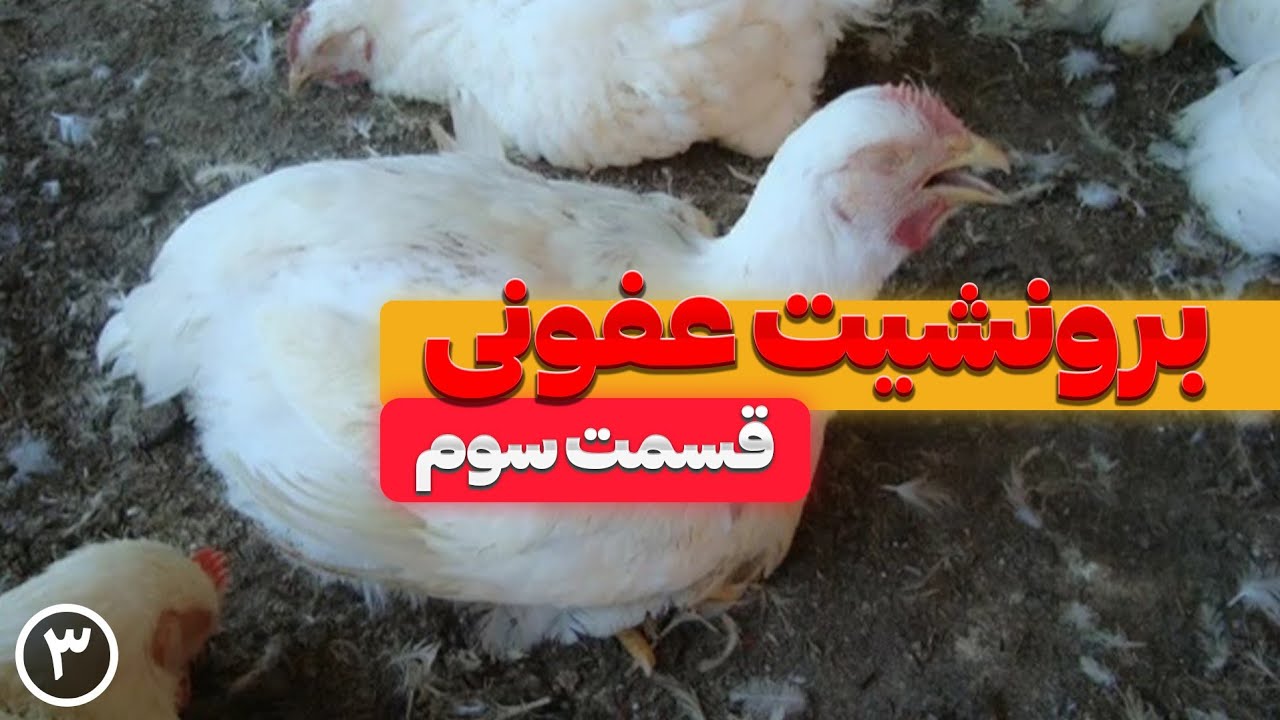 بیماری برونشیت عفونی در مرغ گوشتی (قسمت‌سوم)