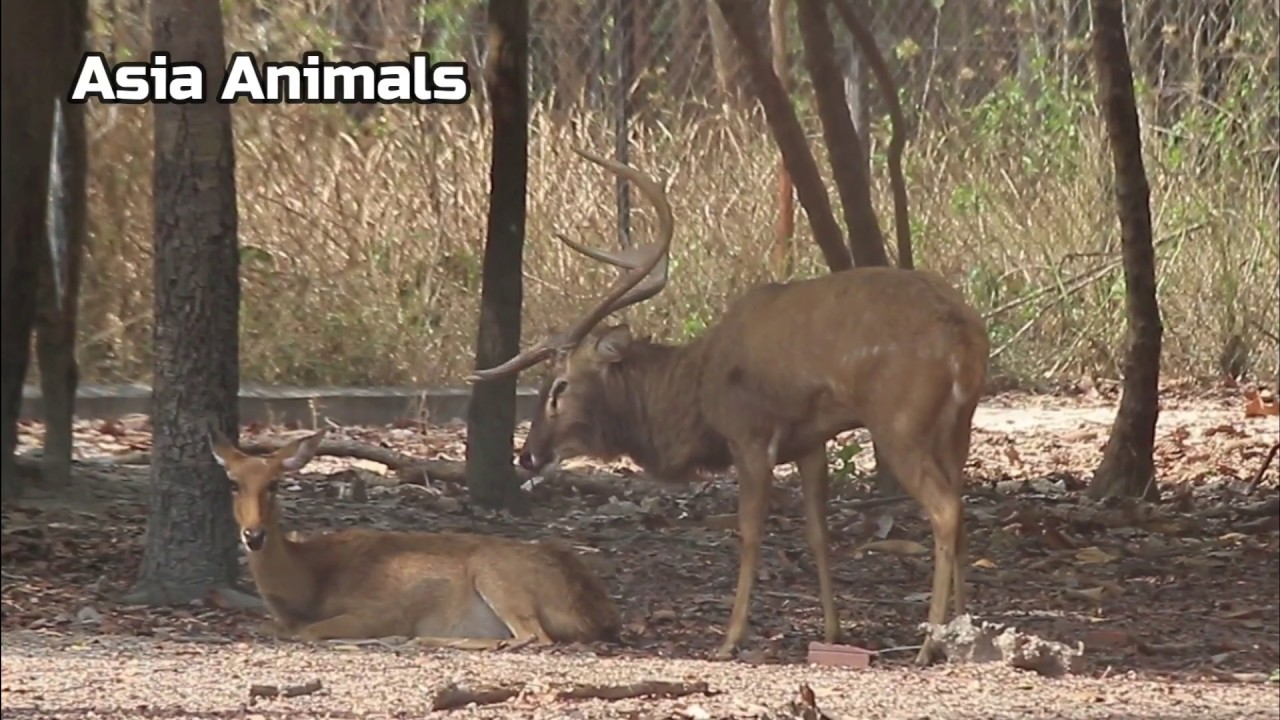 #Breeding Season Of Eld's Deer |Asia Animals|
