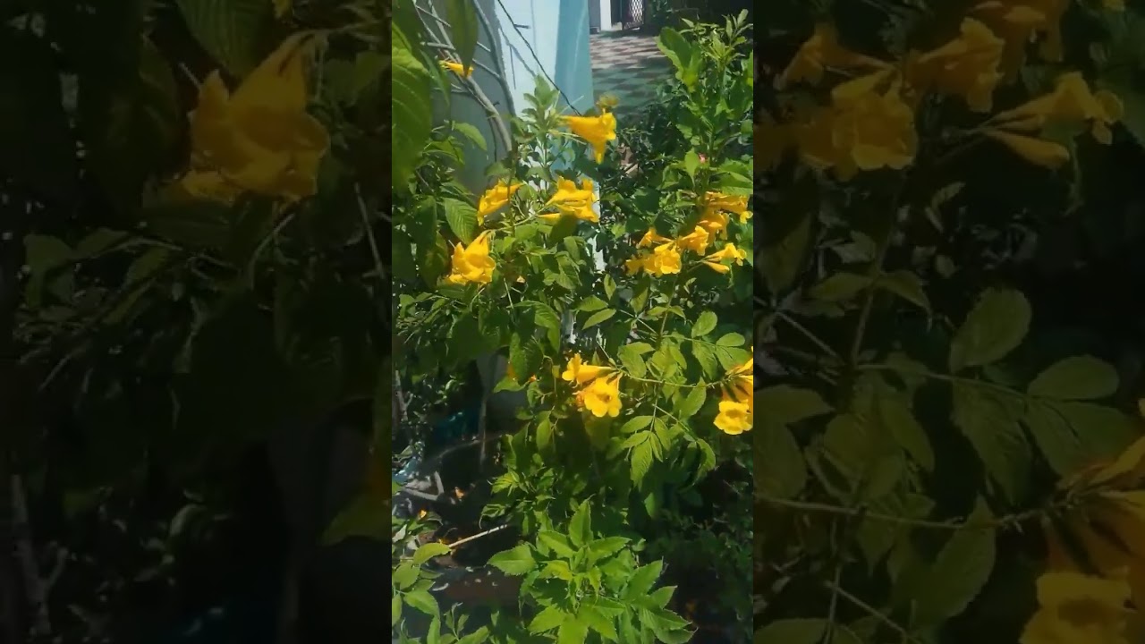 my flowers, you can ask for flowers, my flowers instrumental