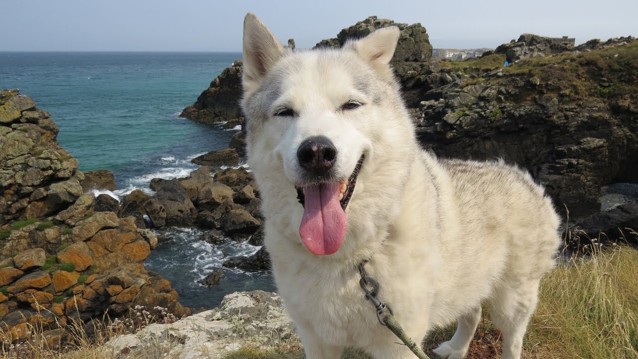 HUSKY enjoys the WIND and SEA ~ away from the crowds ~ Hoomums secret hidey place .
