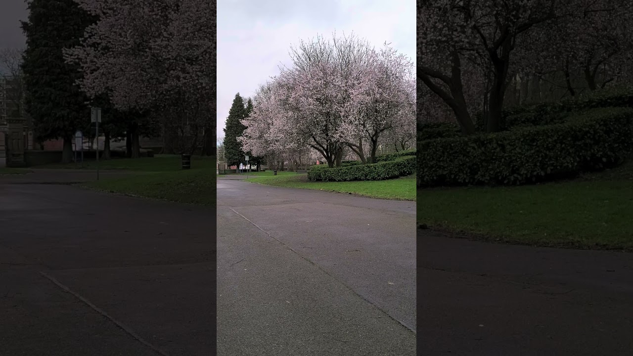 Spring blossoms, Horton Park. #visitbradford #hortonpark
