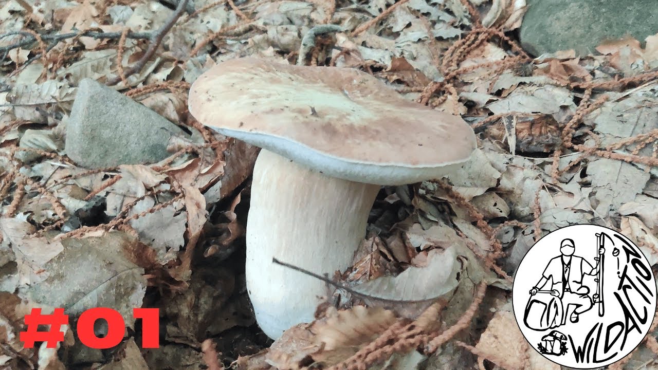 FUNGHI PORCINI 2026 - Un REMIX Di GRANDI EMOZIONI - Ep.1 🔴