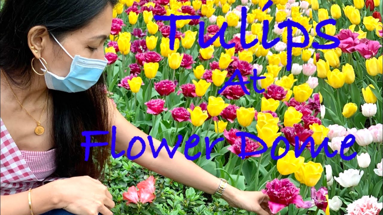 TULIPMANIA AT FLOWER DOME#flowerdome #tulipmania#singapore #gardensbythebay#touristattraction