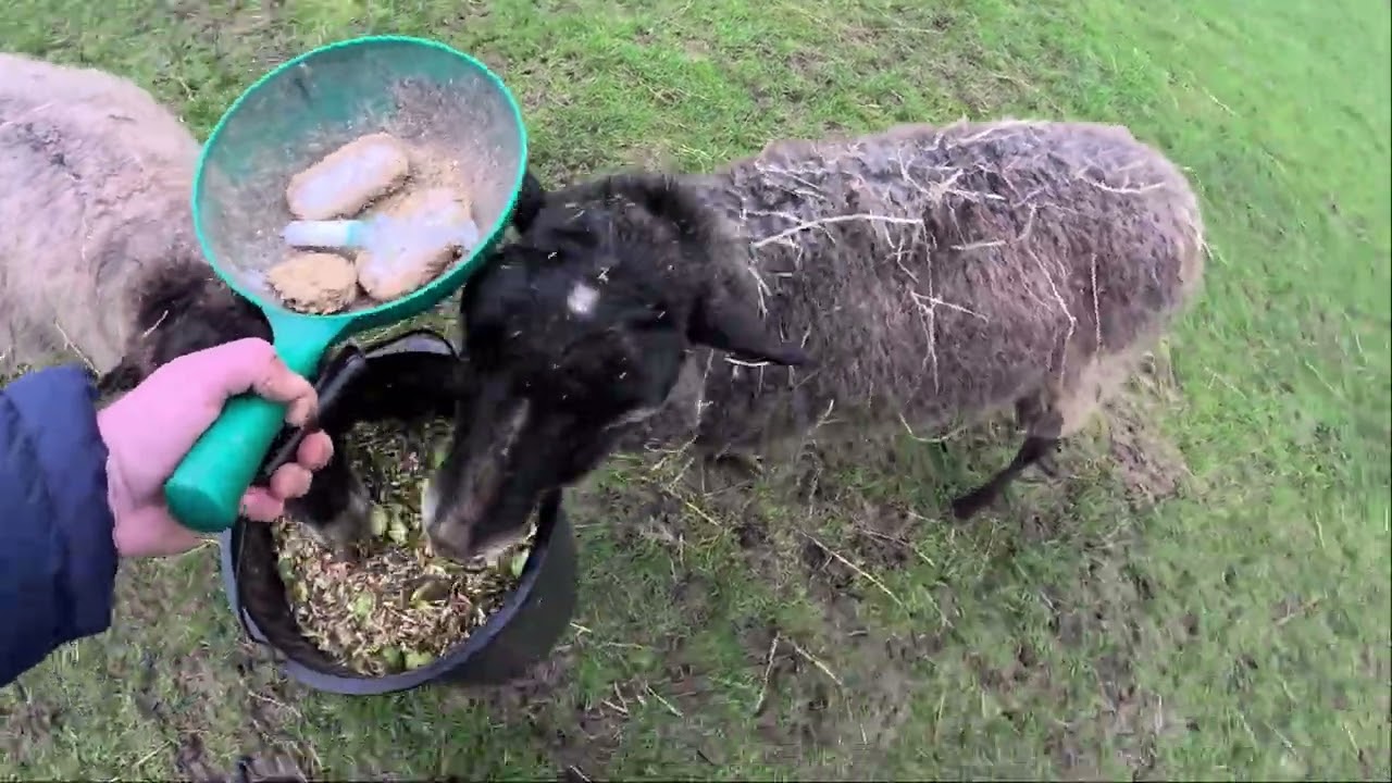 Odd jobs on the farm.