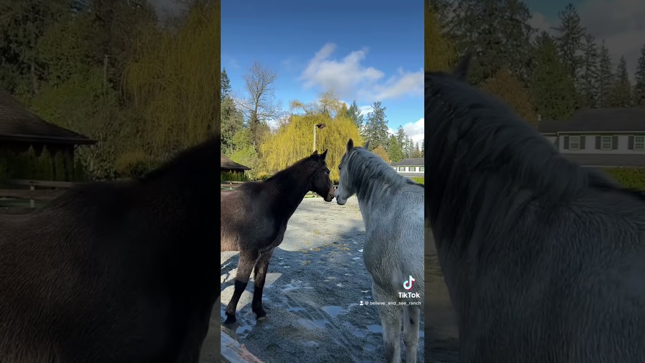 Horse owner advocates for senior horse during colic episode & he makes a full recovery