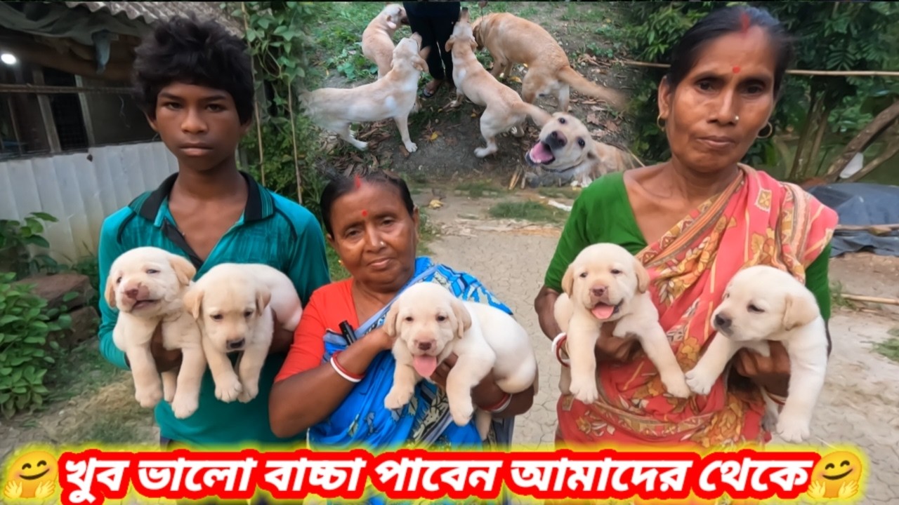 আমাদের থেকে খুব ভালো বিদেশি কুকুর বাচ্চা নিয়ে যান🤗Dog kennel in Medinipur Panskura🤗Dog kennel