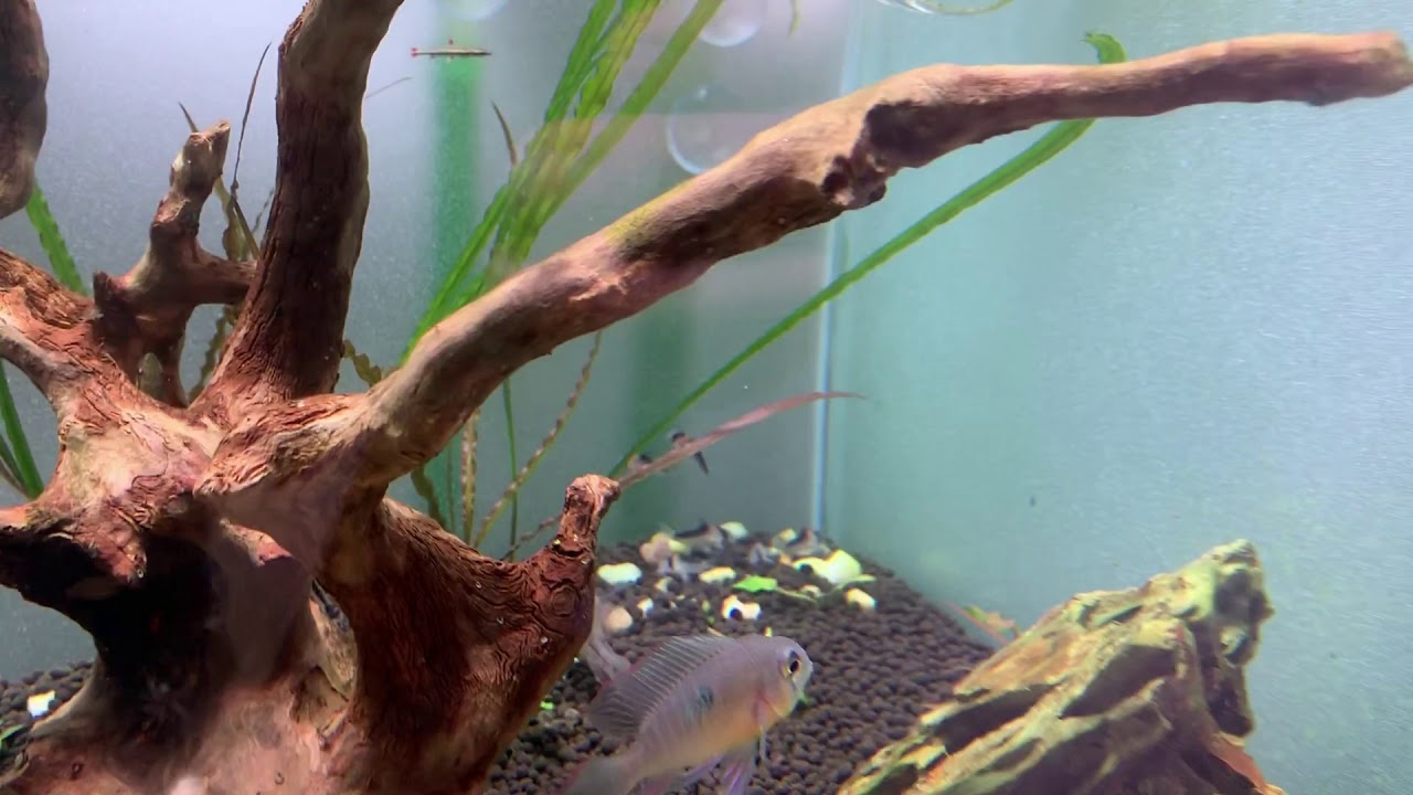 New Fish for the 40 Gallon - DIY 40 Gallon Breeder Lid