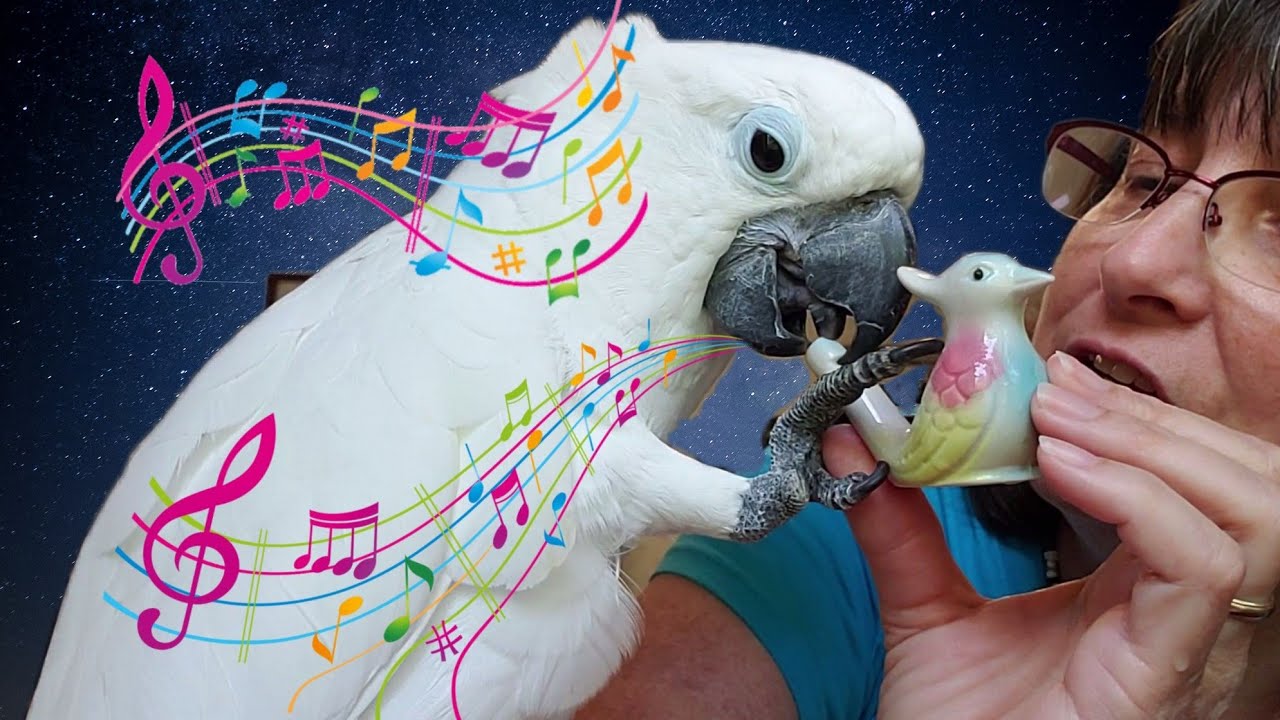 Onni And A Unique Bird Caller