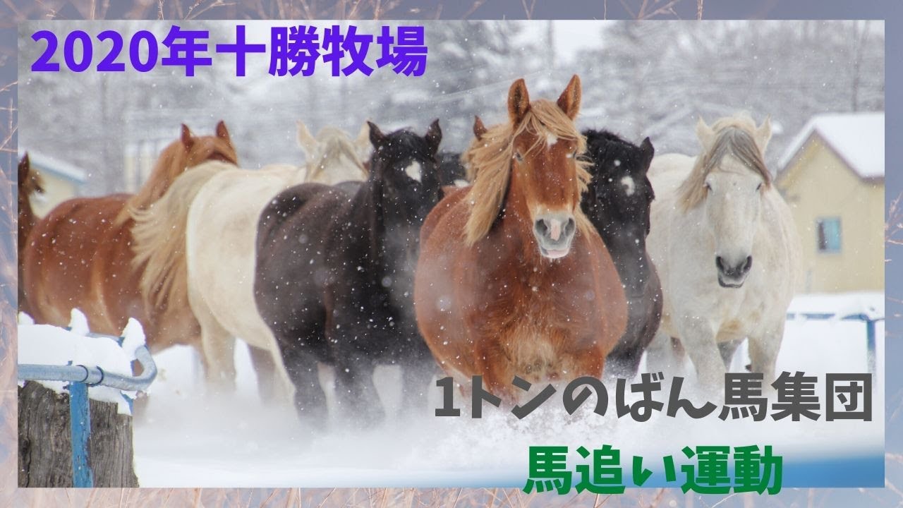 ばん馬【馬追い】十勝牧場でばん馬たちによる運動をみてきました