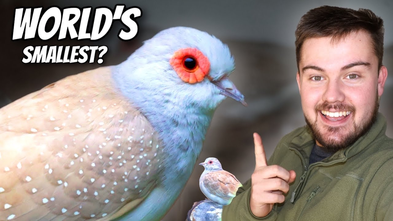 The World's Smallest Dove? | 14/31