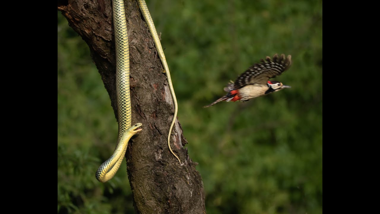 Los duendes del almendro