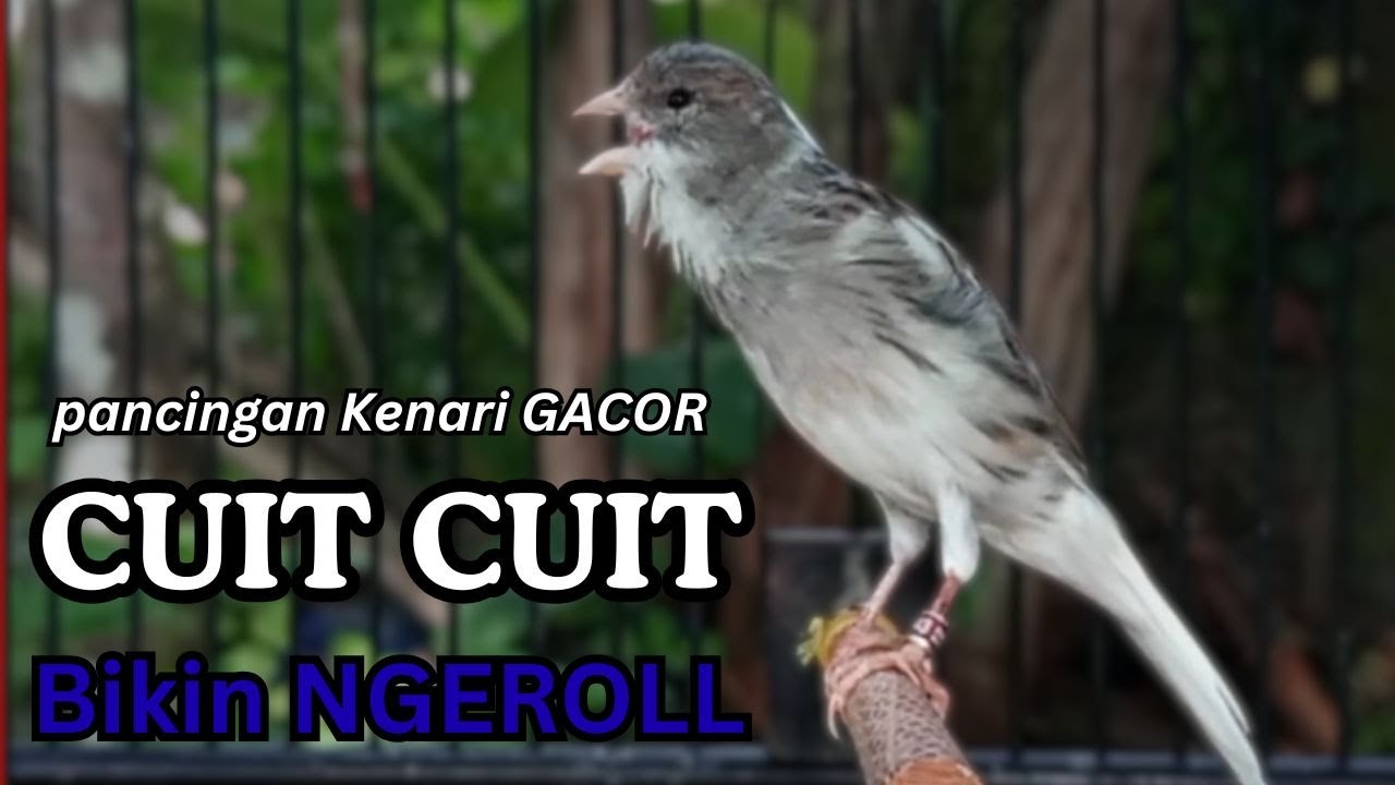 Kenari GACOR !! Pancingan KENARI PAUD Belajar Bunyi UNTUK Kenari Belajar Bunyi Ngeriwik