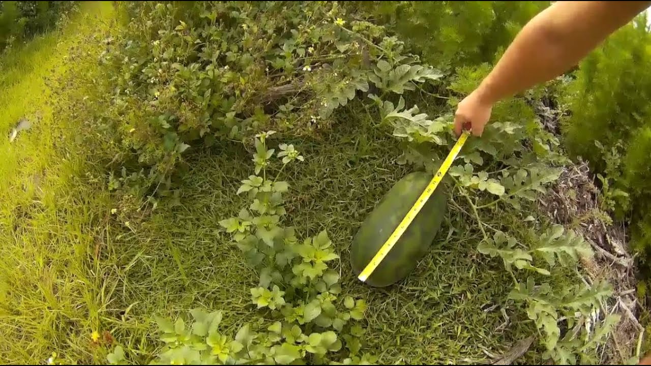 Growing some nice big melons