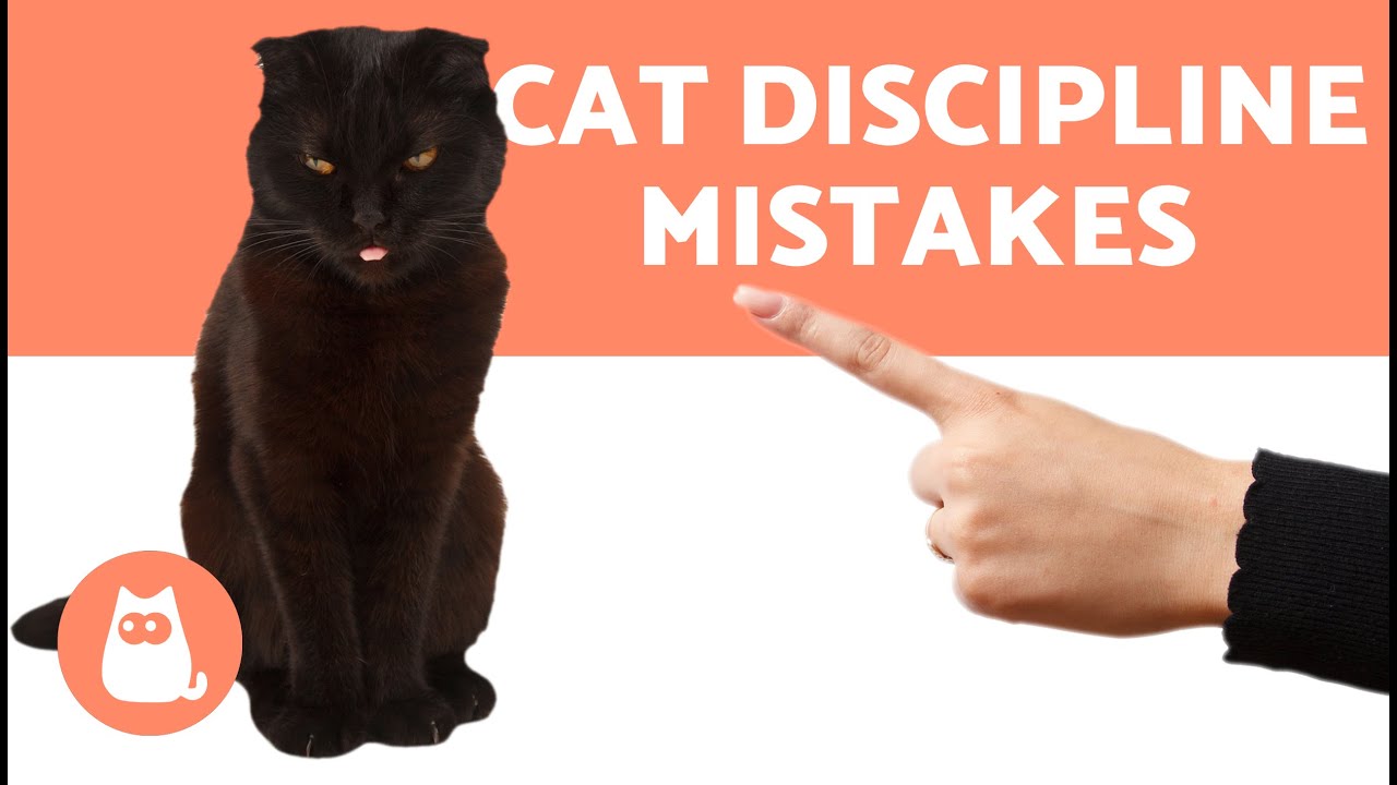 5 MISTAKES You Make When You DISCIPLINE a CAT 🙋&zwj;♂️❌🐈