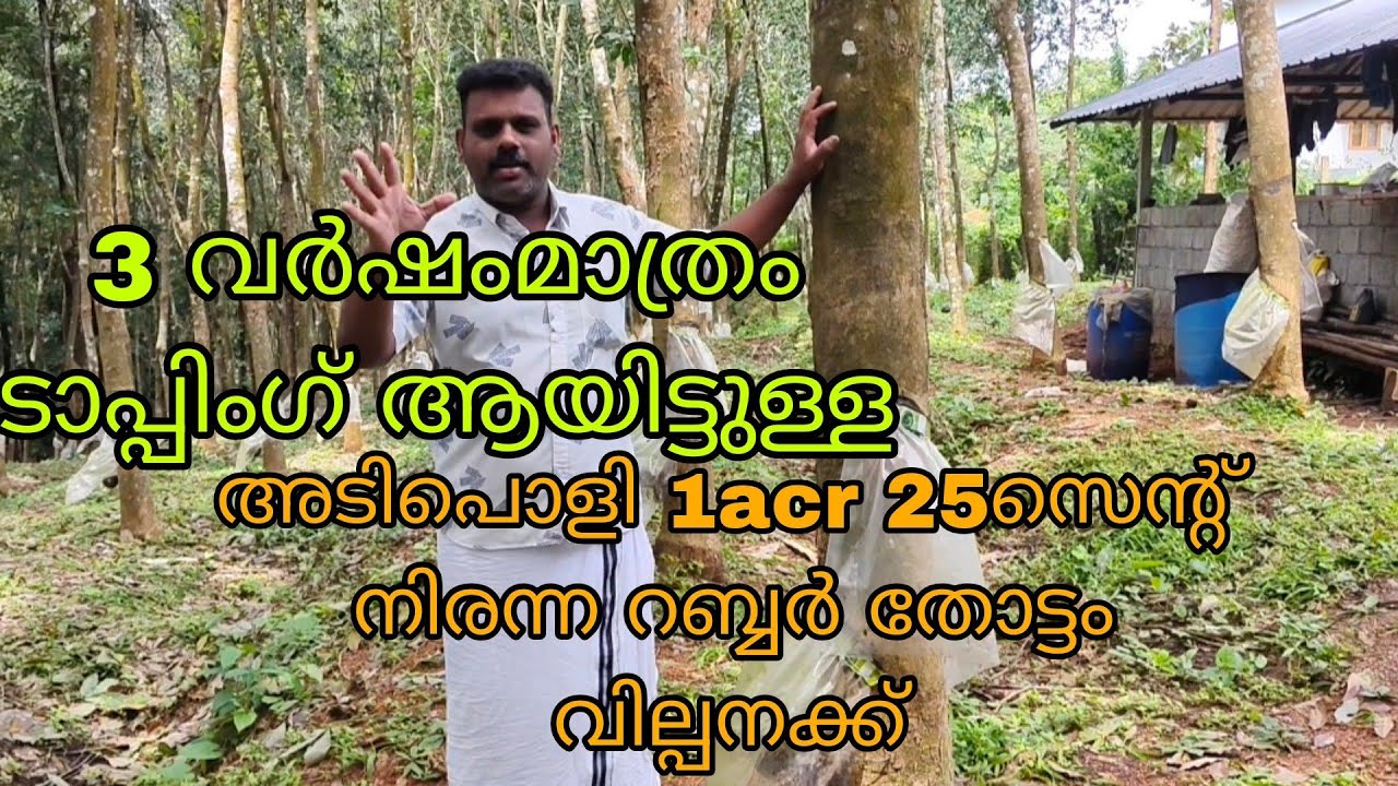 വെറും 3 വർഷംമാത്രം ടാപ്പിംഗ് ആയിട്ടുള്ള 1acr 25 സെന്റ് അടിപൊളിറബ്ബർ തോട്ടംചെറിയ വിലക്ക് വില്പനക്ക്‌