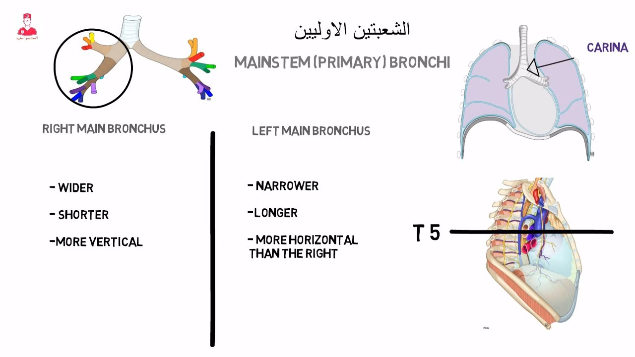 الشعب الهوائية || bronchi