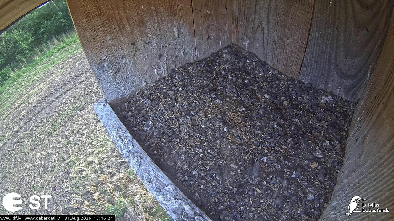 Lauku piekūns (Falco tinnunculus) Durbes apkārtnē