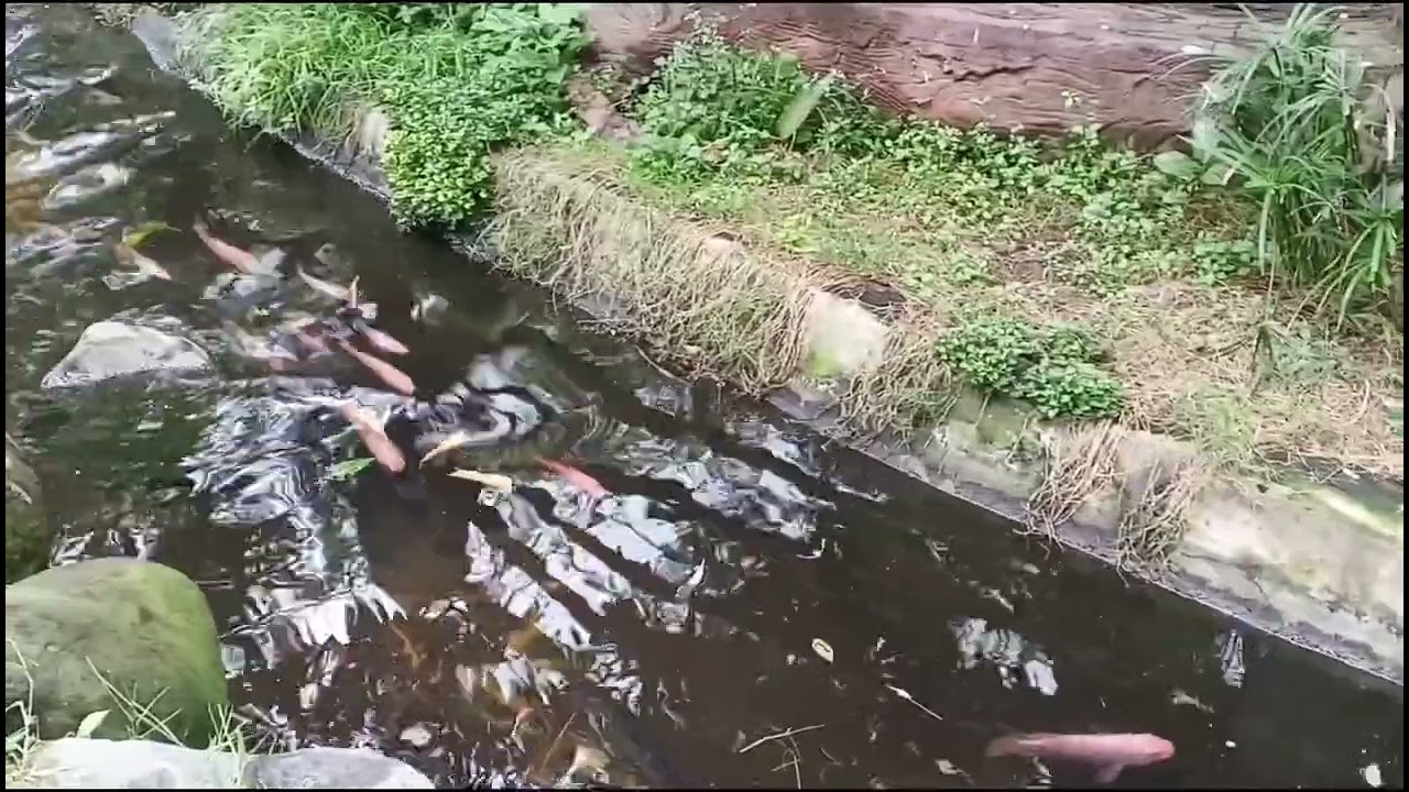Pertama Kali Datang di MINI ZOO JIB AVIARY. 