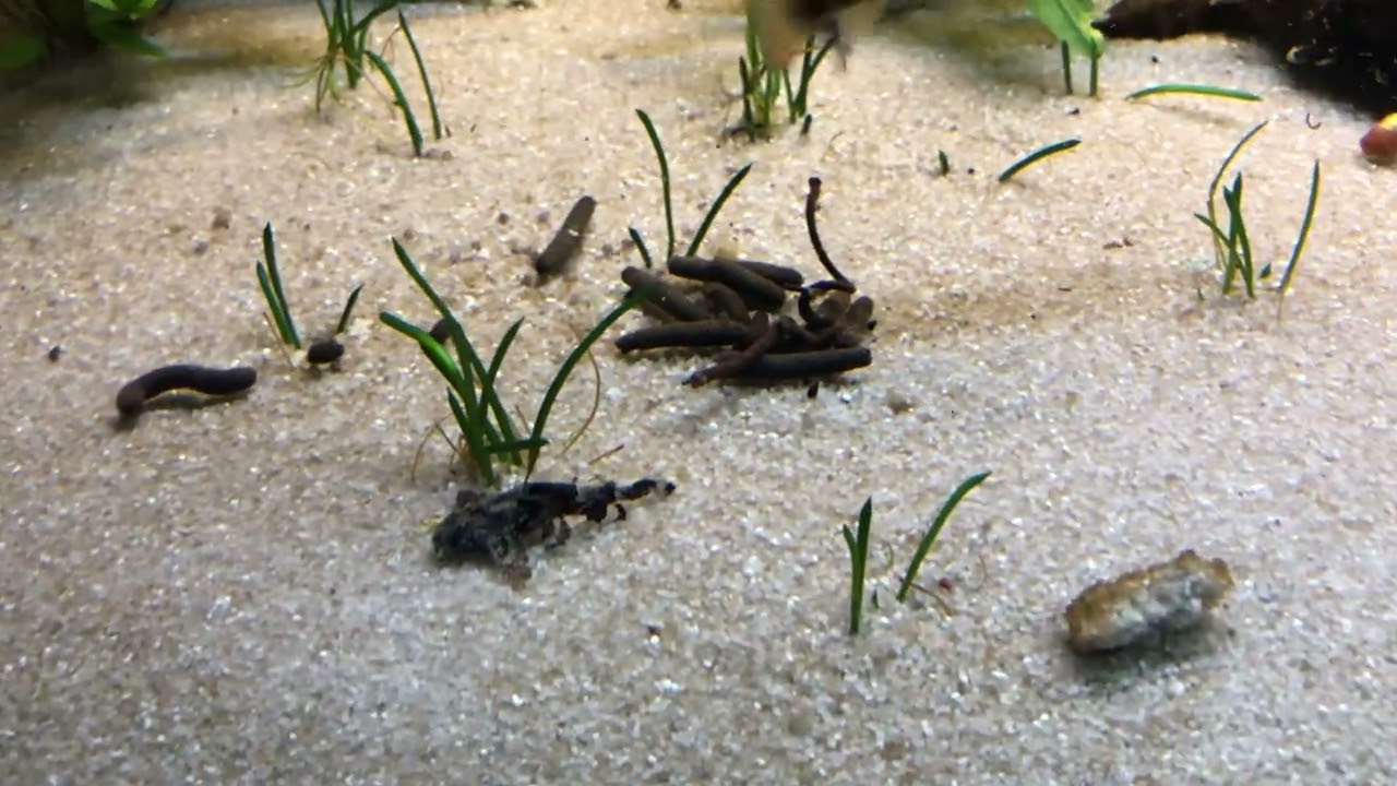 720 l Asienbecken mit Hara Hara, garra Rufa und devario sondhii