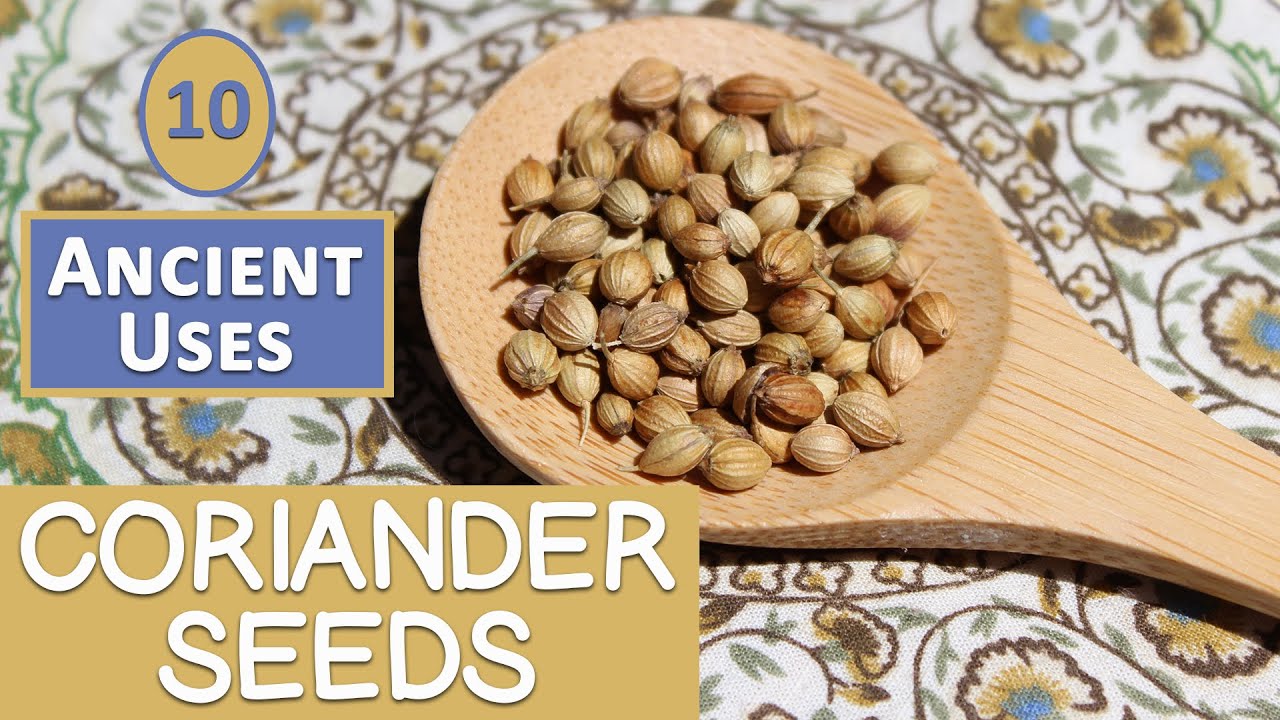 10 Ancient Uses of Coriander Seeds