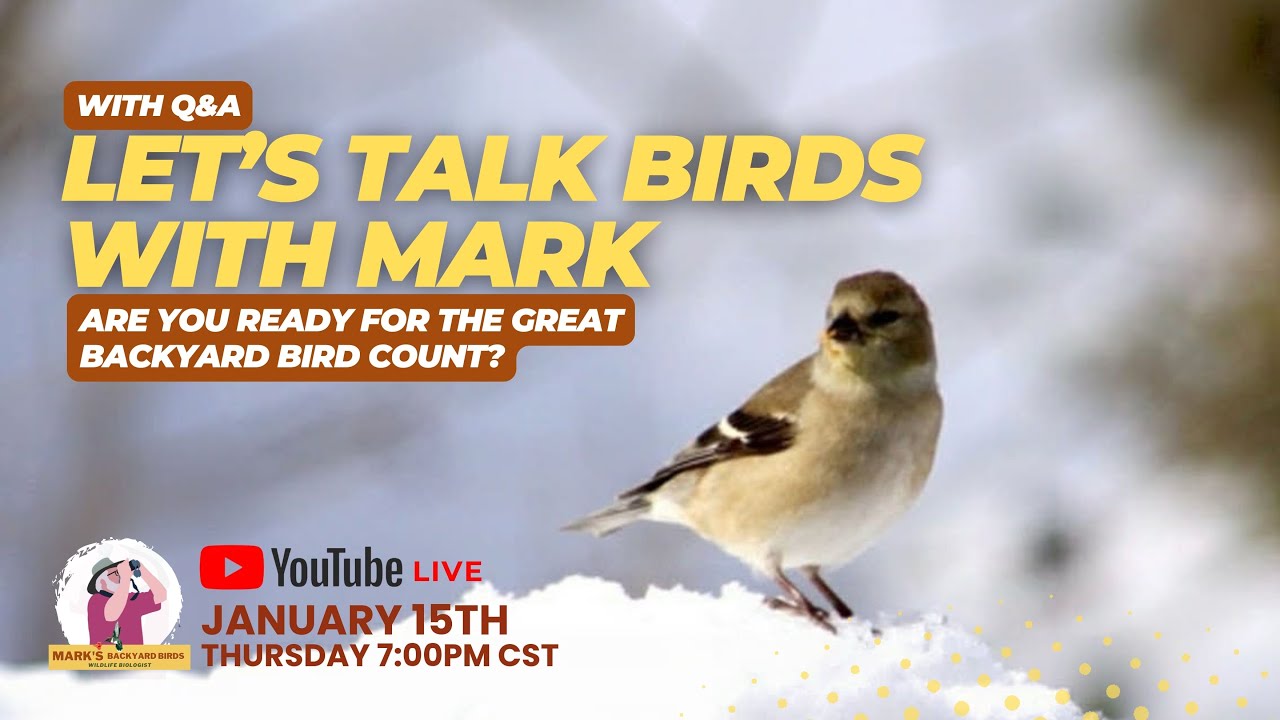 Let's Talk Birds With Mark: The Great Backyard Bird Count