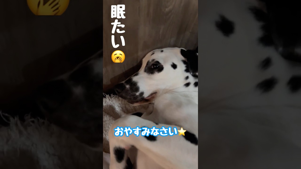 【おやすみモードのダルメシアンパピー】#shorts #ダルメシアン #犬 #dalmatian #dogvlog #可愛い #puppy
