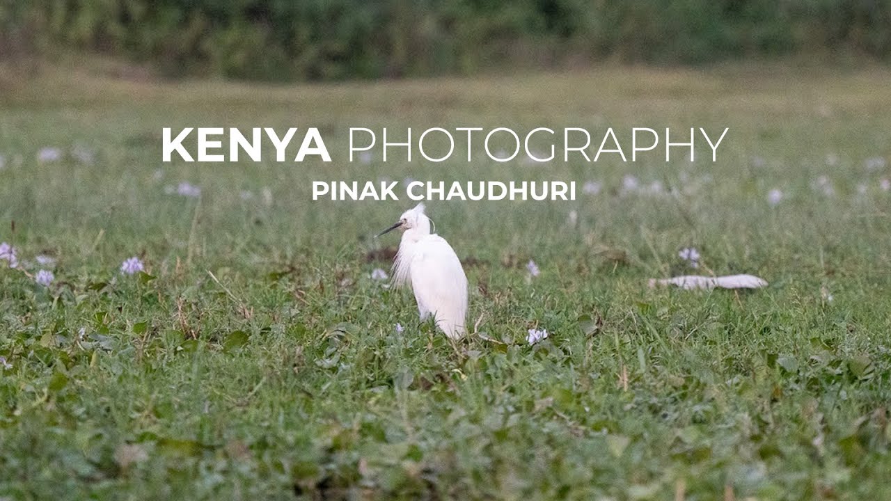 📸 Kenya Jungle Safari through My Lens | Wildlife, Birds & Untamed Nature 🌿🦓