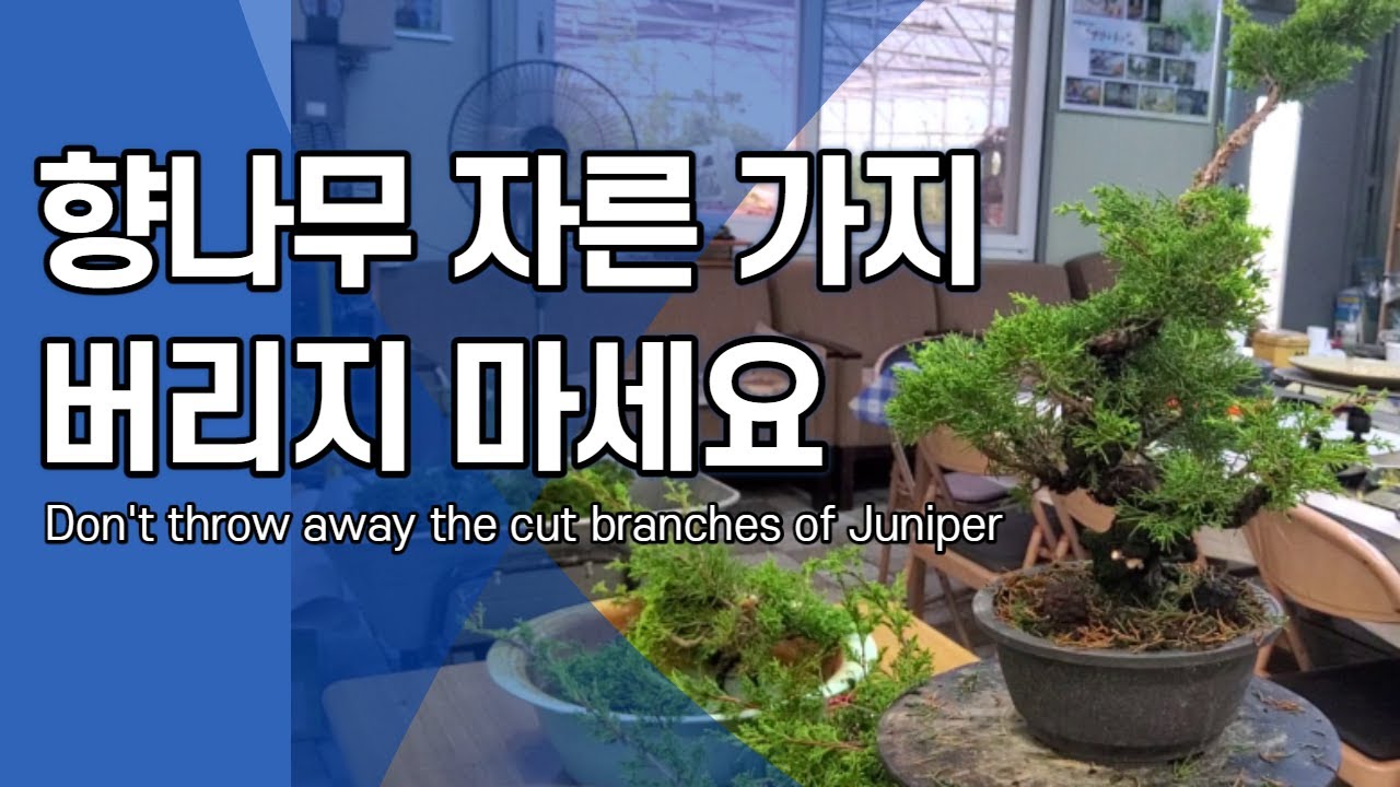 향나무 자른 가지 재활용하기 Don't throw away the cut branches of Juniper