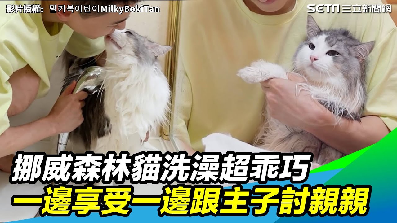 挪威森林貓洗澡超乖巧　一邊享受一邊跟主子討親親｜三立新聞網 SETN.com
