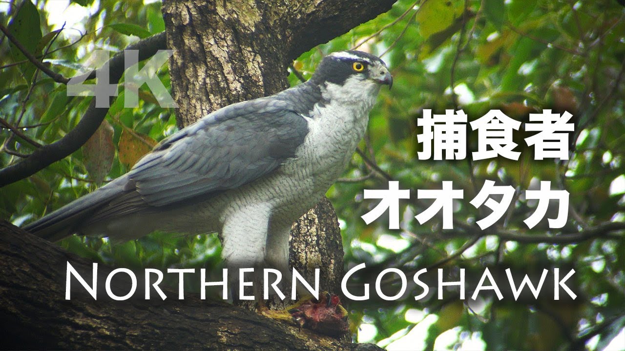 野鳥撮影・ 野鳥動画・オオタカの捕食シーン・Northern Goshawk / 4K